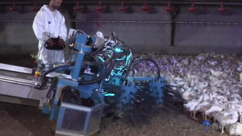 奇特的养殖神器 抓鸡与挤奶的高效革命
